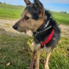 MATILDA ° menschenbezogene und sportliche Hündin