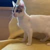 Violino  verspieltes Kitten sucht liebevolles Zuhause