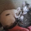 Violino  verspieltes Kitten sucht liebevolles Zuhause