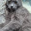 Wisha  verschmuste Katze sucht liebevolles Zuhause