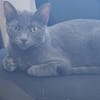 Wisha  verschmuste Katze sucht liebevolles Zuhause