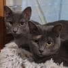 Wisha  verschmuste Katze sucht liebevolles Zuhause