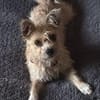 Giselle sucht ihr Für-immer-Zuhause (F)