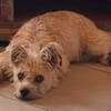Giselle sucht ihr Für-immer-Zuhause (F)