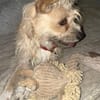 Giselle sucht ihr Für-immer-Zuhause (F)