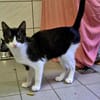 Junge Katzen