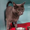 Queenie(en cours d adoption)