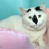 NALA  A17026