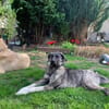 Lebensfrohe Lucy