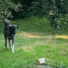 Lebensfrohe Lucy