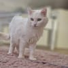 Süße Sandy -langhaarmix sucht Zuhause