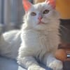 Süße Sandy -langhaarmix sucht Zuhause