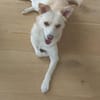 🐾❤ MUKI (ehemals Aladin) SUCHT SEINE MENSCHEN! ❤🐾