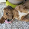 Minnie sucht ihr Für-immer-Zuhause