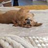 Minnie sucht ihr Für-immer-Zuhause
