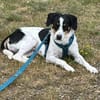 Miro sucht ein liebevolles Zuhause