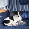 Miro sucht ein liebevolles Zuhause