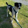 Miro sucht ein liebevolles Zuhause