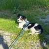 Miro sucht ein liebevolles Zuhause