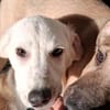 Bianca 💛 Hundemädchen sucht Happy-Home