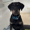 Bonzo sucht sein Für-immer-Zuhause