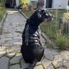Bonzo sucht sein Für-immer-Zuhause