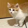 ROTKÄPPCHEN, ein Katzenmädchen zum Verlieben