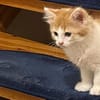 ROTKÄPPCHEN, ein Katzenmädchen zum Verlieben