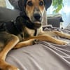 Nemo (Norvard) -Verschmuster Entdecker sucht seine Menschen