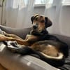 Nemo (Norvard) -Verschmuster Entdecker sucht seine Menschen