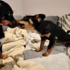 Charmante kleine Moana wünscht sich eine Familie