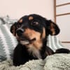 Charmante kleine Moana wünscht sich eine Familie