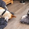 Deliah sucht ihre Familie