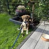 Peanut  sucht sein für immer Zuhause