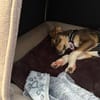 Peanut  sucht sein für immer Zuhause