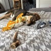 Peanut  sucht sein für immer Zuhause