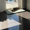 Peanut  sucht sein für immer Zuhause