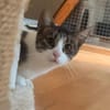 Charlie sucht ein geduldiges Zuhause