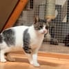 Charlie sucht ein geduldiges Zuhause