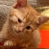 KOBOLD erobert jedes Herz im Sturm