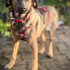 Duke  lieber, junger Rüde sucht Zuhause