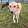Kangal mit Retrieverherz