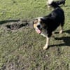 Theo sucht sein zu Hause