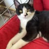 Kater Oreo sucht sein Schlafplatz