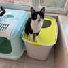 Kater Oreo sucht sein Schlafplatz