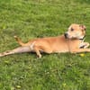 Sparky - der Flummi