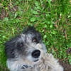Verschmuste, anhängliche , kleine Bella