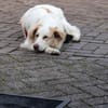 Joci - die große, sanfte Hündin ist ein Frauenliebling