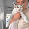 Süße Katze Alma