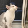 Süße Katze Alma